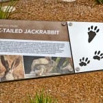 Educational signage about jackrabbits